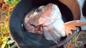 スキレットで鯛のカブト煮