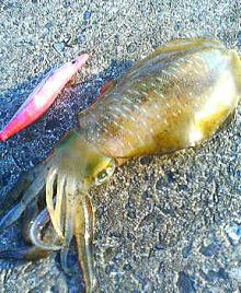 餌木を可視化する エギングでアオリイカを釣ろうぜ 釣り方解説 タックル選び 東港研究所