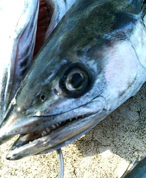新潟県東港にてルアーで釣れたサワラ（サゴシ）の鋭い歯